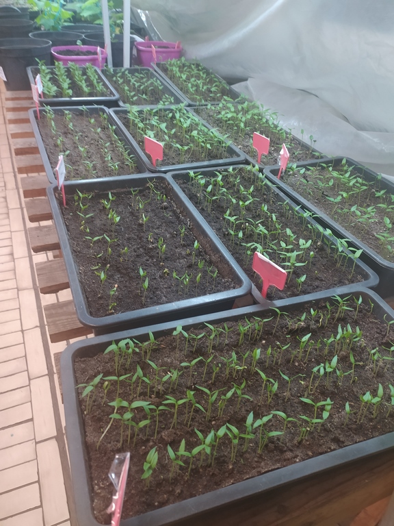 IMG_20210204_080213 (Copy)